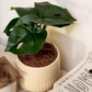 Artificial plants for home