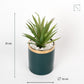 Artificial Succulents With Glossy Pot