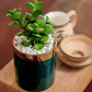 Jade plant pot
