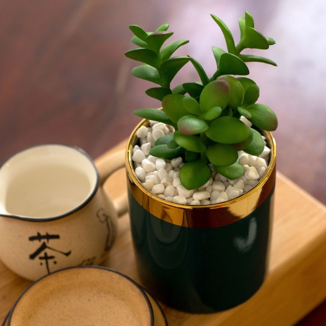 Jade plant pot