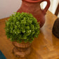 Artificial Shrub With Wooden Textured Pot